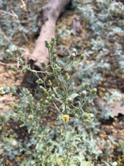Pseudoconyza viscosa