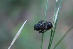 Polyrhachis spinicola