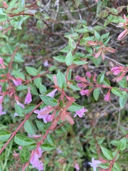 Abelia × grandiflora