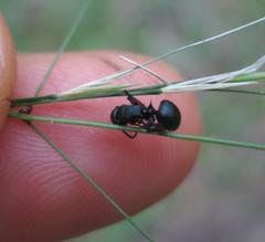 Polyrhachis spinicola