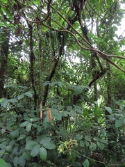 Mucuna holtonii