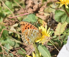 Argynnis jainadeva