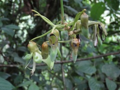 Mucuna holtonii
