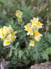 Linaria vulgaris