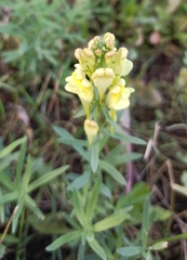 Linaria vulgaris