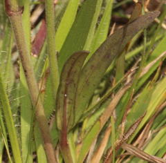 Aspidonepsis diploglossa