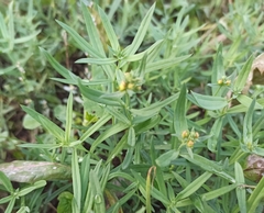 Linaria vulgaris