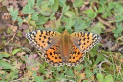 Argynnis jainadeva