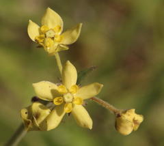 Aspidonepsis diploglossa