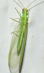 Chrysoperla lucasina