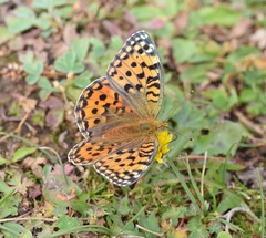 Argynnis jainadeva