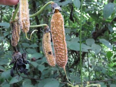 Mucuna holtonii