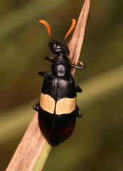 Hycleus oculatus