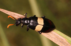 Hycleus oculatus