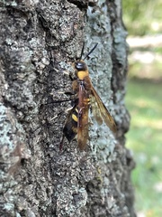 Eriotremex formosanus