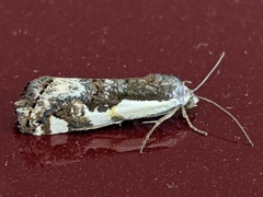 Tarache augustipennis