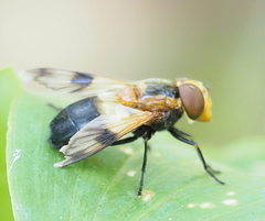 Volucella tabanoides