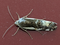 Tarache augustipennis