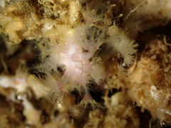 Alcyonium coralloides