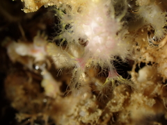 Alcyonium coralloides