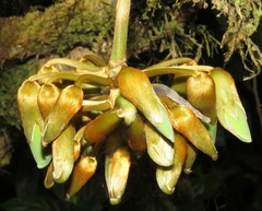 Mucuna holtonii