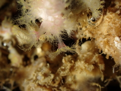 Alcyonium coralloides