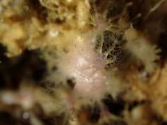 Alcyonium coralloides