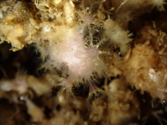 Alcyonium coralloides