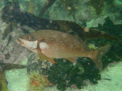 Chirodactylus brachydactylus