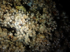 Polycyathus muellerae