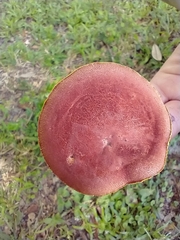 Hortiboletus rubellus image