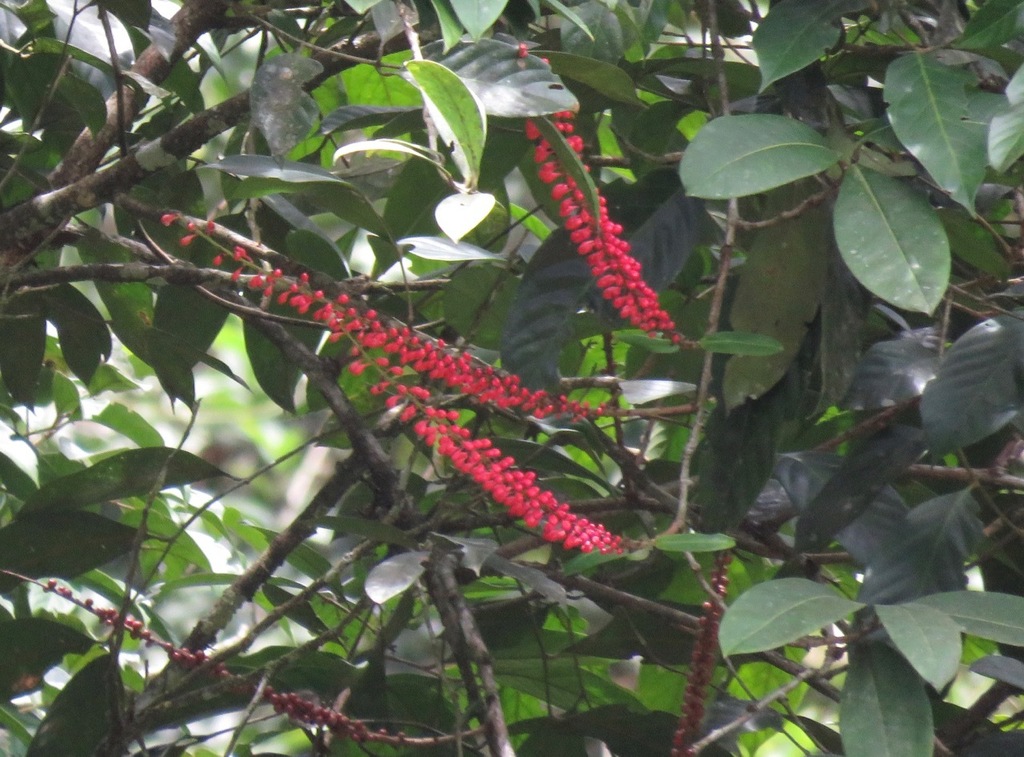 Sarcopera rosulata