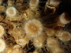 Polycyathus muellerae