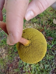 Hortiboletus rubellus image