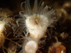 Polycyathus muellerae