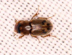 Aphodiini