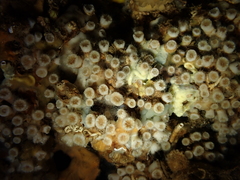 Polycyathus muellerae