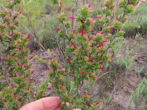 Image of Cliffortia ferricola by (c) linkie, some rights reserved (CC BY)