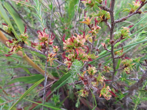 Image of Cliffortia ferricola by (c) linkie, some rights reserved (CC BY)