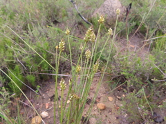 Thesium spicatum
