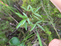 Oxalis duriuscula