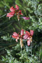 Ixia vanzijliae