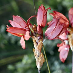Ixia vanzijliae