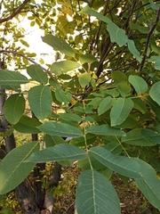 Juglans regia