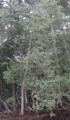 Pelliciera rhizophorae