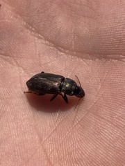 Carabidae