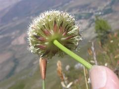 Hermas ciliata