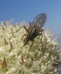 Hermas ciliata