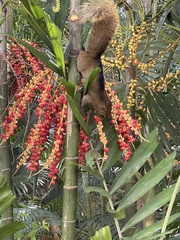 Callosciurus erythraeus