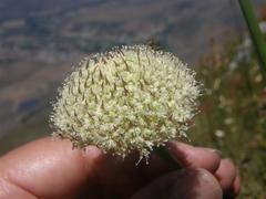 Hermas ciliata